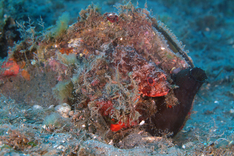 Phallusia fumigata